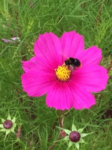 This bee obligingly posed at CUBG.