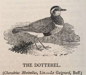 The Dotterel, by Thomas Bewick, in his History of British Birds.