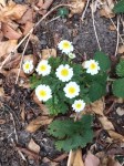 Feverfew