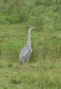 A (somewhat out-of-focus) heron by one of the boggy rivulets on Sheep's Green.