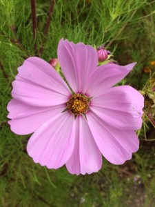 A paler shade of pink.