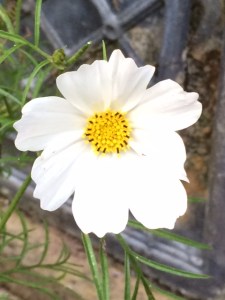 Cosmos 'Purity'.