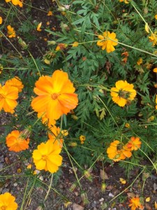 Cosmos sulphureus can be quite orange ...