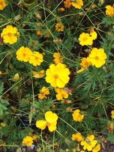 ... or a much more sulphurous yellow.