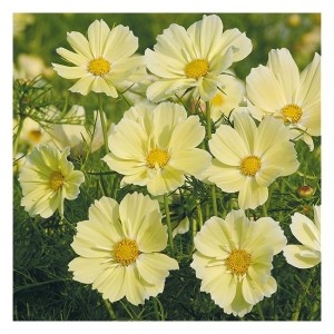 Cosmos 'Xanthos'.