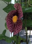 Aristolochia ordorantissima