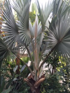 Leaves of Bismarckia nobilis ...