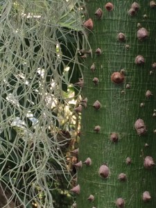 The vicious-looking Celba speciosa, the floss silk tree, with Spanish moss trailing from it.