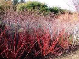 Rubus cockburnianus behind glowing Cornus stems in the Winter Walk at Angelsey Abbey.