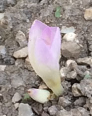Meanwhile, outside, the first autumn crocus, showing why one of their traditional names is 'naked ladies'.