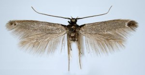 The rather insubstantial Coleophora thulea.