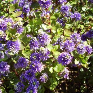 Hebe 'Alicia Amherst'. Her travels in the cause of colonial settlement led to her 1935 Wild Flowers of the Great Dominions of the British Empire.