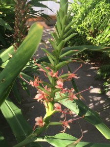 Hedychium coccineum.