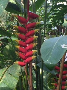 Heliconia.