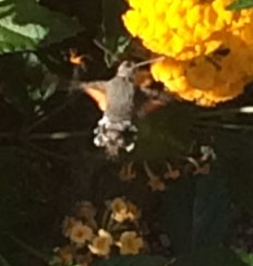~The eye of faith can just about see a humming-bird hawk moth among the lantana flowers.