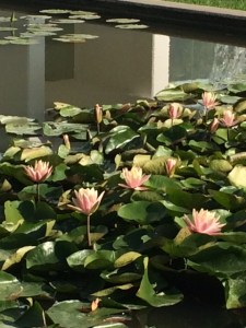 ... and waterlilies on a more normal scale.