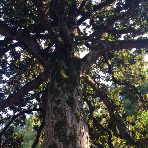 Magnolia grandiflora 1786