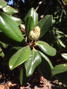 Ripening fruit of Magnolia grandiflora, and a view up through the tree (below).