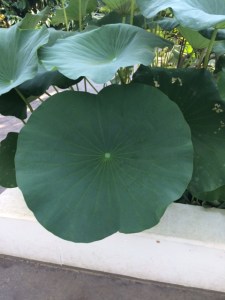 The leaves of Nelumbo nucifera are structured like gigantic nasturtiums.