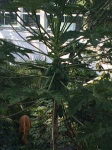 The danger is created by these ripe papayas.