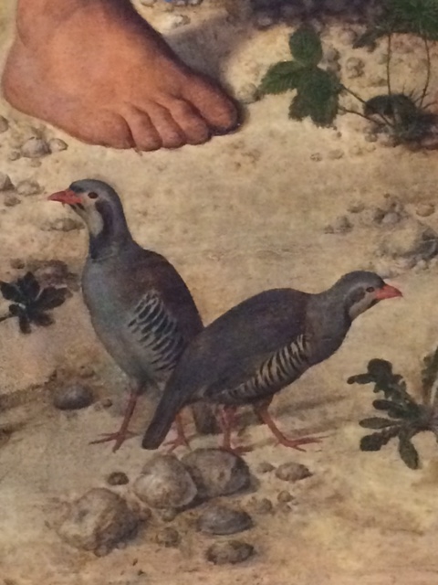 Two red-legged partridges at the bottom of Cima's 'Madonna of the Orange Tree'.
