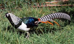 Chrysolophus amherstiae, Lady Amherst's pheasant, most decorative, but irrelevant to this post.