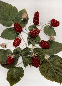 The loganberry.