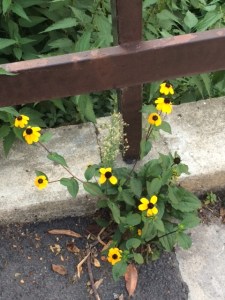 Meanwhile, this rudbeckia has escaped and is flowering on a pathway near the river.