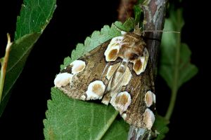 Thyatira batis and its larva.