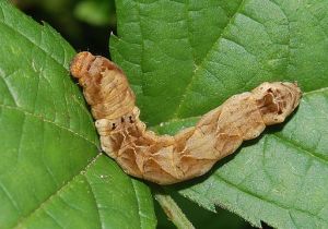 thyatira_batis_larva