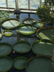 Victoria regia waterlilies, about to flower ...