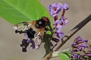 The female Volucella pellucens, on her way to destroy a few wasps.