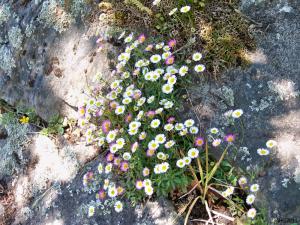 Erigeron flourishing among rocks in summer ...