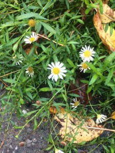 ... and still hanging in there, in mid-October.