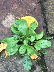 Slightly mud-splashed forget-me-not, after last night's rain.