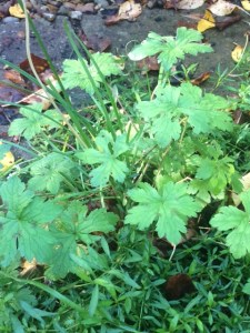 Geranium phaeum, muddling in with the erigeron.