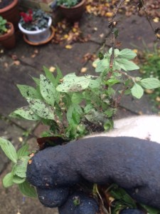 A fistful of pellitory - the war continues.