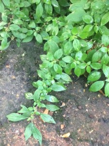 Indestructible plant of the month.