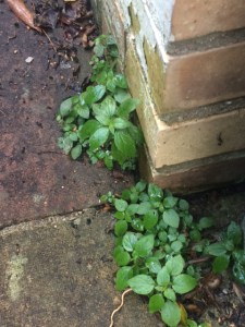 Pellitory at the base of my wall.