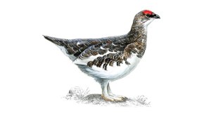 Ptarmigan (Lagopus mutus), not sneezing. (Credit: RSPB)