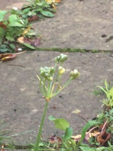 Ramsom seed-head, about to continue the colony.