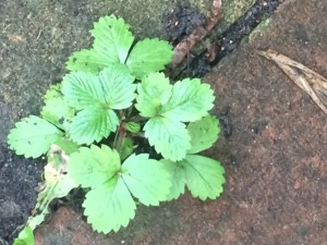 This beautiful little strawberry plant must have come from a seed: I have alpine ones in the front garden.