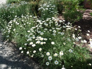 Dalmatian pellitory.