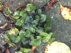 Viola labradorica: I got one plant, 25-odd years ago, which has had hundreds of descendants.