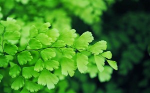 Adiantum capillus-veneris, the leaves of which are lobed like the ginkgo.