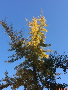 A young ginkgo tree in a Cambridge street.