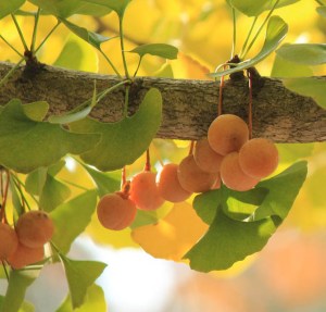 The ripening fruit: it later acquires a plum-like bloom.