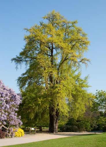 The Kew 'Old Lion' on spring. (Credit: Royal Botanic Gardens Kew)