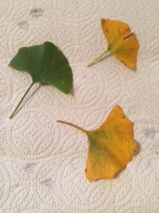 Leaves picked up from around the tree below: only one of them actually shows the characteristic bilobed form. 