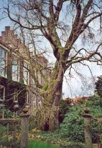The Utrecht ginkgo in winter.